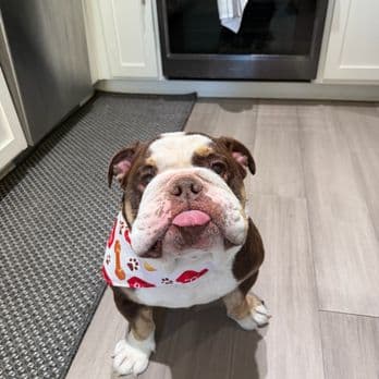 Bulldog wearing a bandana after being groomed by Pet Spa Luxe