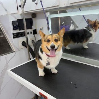 Smiling corgi standing on the Pet Spa Luxe mobile grooming table